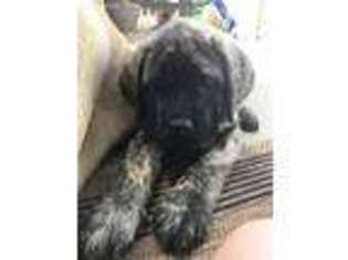Mastiff Puppy for sale in Medford, OR, USA