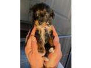 Mutt Puppy for sale in Traverse City, MI, USA