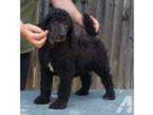 Mutt Puppy for sale in FOLSOM, CA, USA