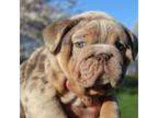 Bulldog Puppy for sale in Galena, MO, USA
