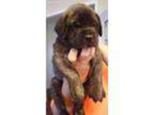 Mastiff Puppy for sale in Brenham, TX, USA