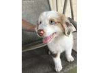 Miniature Australian Shepherd Puppy for sale in New Caney, TX, USA