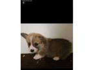 Pembroke Welsh Corgi Puppy for sale in Goldsboro, NC, USA