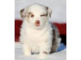 Miniature Australian Shepherd Puppy for sale in Bellingham, WA, USA