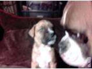 Boxer Puppy for sale in ELKTON, MD, USA