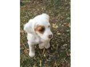 English Setter Puppy for sale in Lititz, PA, USA