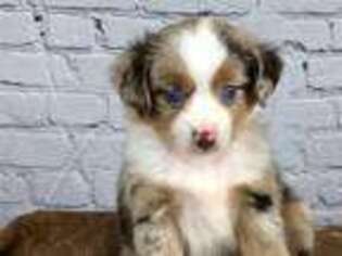 Miniature Australian Shepherd Puppy for sale in College Station, TX, USA