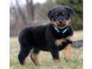 Rottweiler Puppy for sale in Downingtown, PA, USA