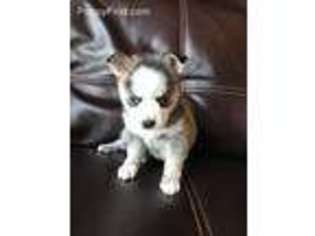Alaskan Klee Kai Puppy for sale in Finlayson, MN, USA