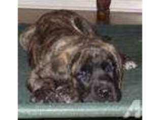 Mastiff Puppy for sale in HOLLY SPRINGS, MS, USA