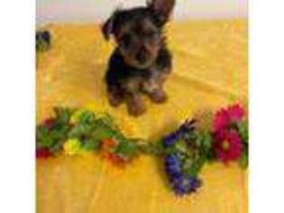 Yorkshire Terrier Puppy for sale in Douglas, GA, USA