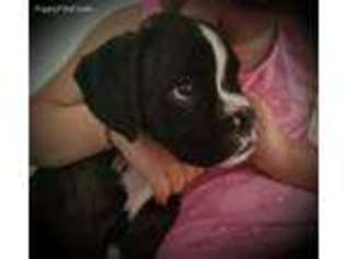 Boxer Puppy for sale in Seneca, MO, USA