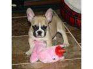 French Bulldog Puppy for sale in Angie, LA, USA
