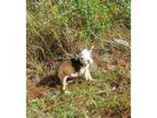 Boston Terrier Puppy for sale in Mobile, AL, USA