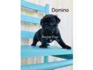 Pug Puppy for sale in Bowie, TX, USA