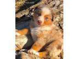 Australian Shepherd Puppy for sale in Hugo, CO, USA