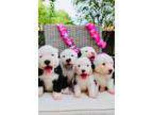 Old English Sheepdog Puppy for sale in Mission Viejo, CA, USA