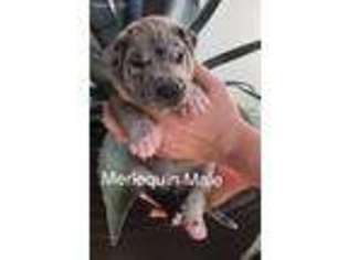 Great Dane Puppy for sale in Prescott, KS, USA