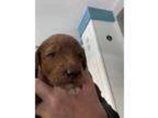 Goldendoodle Puppy for sale in Muskegon, MI, USA