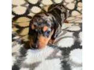 Dachshund Puppy for sale in Greeneville, TN, USA