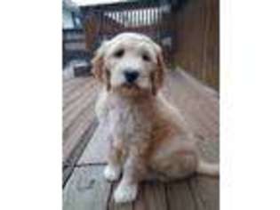 Goldendoodle Puppy for sale in Ellington, MO, USA