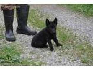 German Shepherd Dog Puppy for sale in Simpson, IL, USA