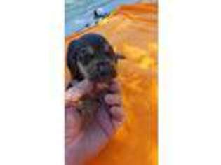 Bloodhound Puppy for sale in Van Buren, AR, USA