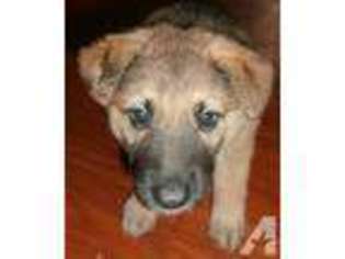 German Shepherd Dog Puppy for sale in OWATONNA, MN, USA