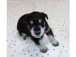 Mutt Puppy for sale in Beaverton, OR, USA