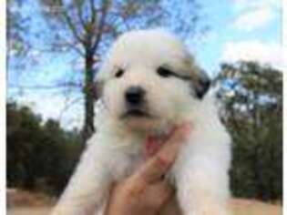 Great Pyrenees Puppy for sale in North Fork, CA, USA