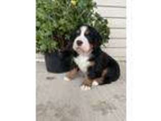 Bernese Mountain Dog Puppy for sale in Millheim, PA, USA