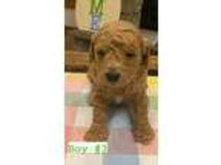Goldendoodle Puppy for sale in Chillicothe, MO, USA