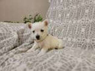 West Highland White Terrier Puppy for sale in Port Royal, PA, USA