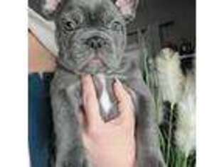 French Bulldog Puppy for sale in Kennesaw, GA, USA