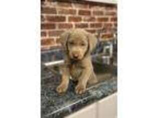 Labrador Retriever Puppy for sale in Yazoo City, MS, USA
