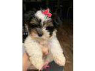 Yorkshire Terrier Puppy for sale in Tappan, NY, USA