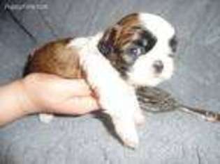 Mutt Puppy for sale in New Concord, KY, USA