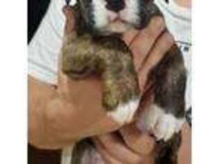 Boxer Puppy for sale in Hamilton, AL, USA