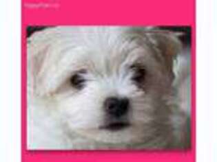 Maltese Puppy for sale in London, KY, USA