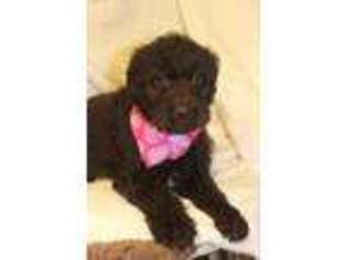 Labradoodle Puppy for sale in Wilmington, IL, USA