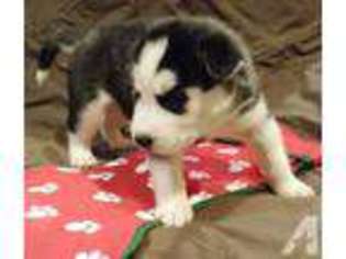 Siberian Husky Puppy for sale in FORNEY, TX, USA