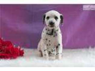 Dalmatian Puppy for sale in Canton, OH, USA