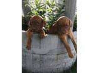 Vizsla Puppy for sale in Price, UT, USA