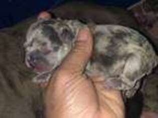 French Bulldog Puppy for sale in Lizella, GA, USA