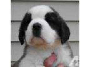 Saint Bernard Puppy for sale in CARMEL, IN, USA