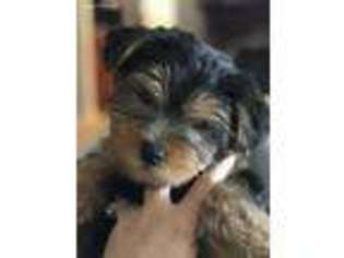 Yorkshire Terrier Puppy for sale in Bartow, FL, USA