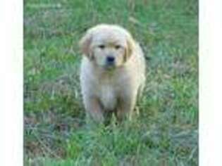 Golden Retriever Puppy for sale in New London, NC, USA