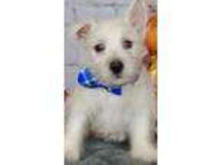 West Highland White Terrier Puppy for sale in Orlando, FL, USA