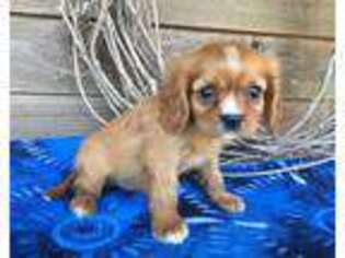 Cavalier King Charles Spaniel Puppy for sale in Sturgis, MI, USA