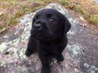 Labrador Retriever Puppy for sale in Foster, RI, USA